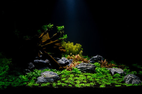 Detail Aquascape Wallpaper Hd Nomer 13