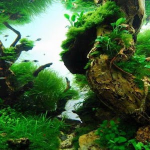 Detail Aquascape Wallpaper Hd Nomer 34