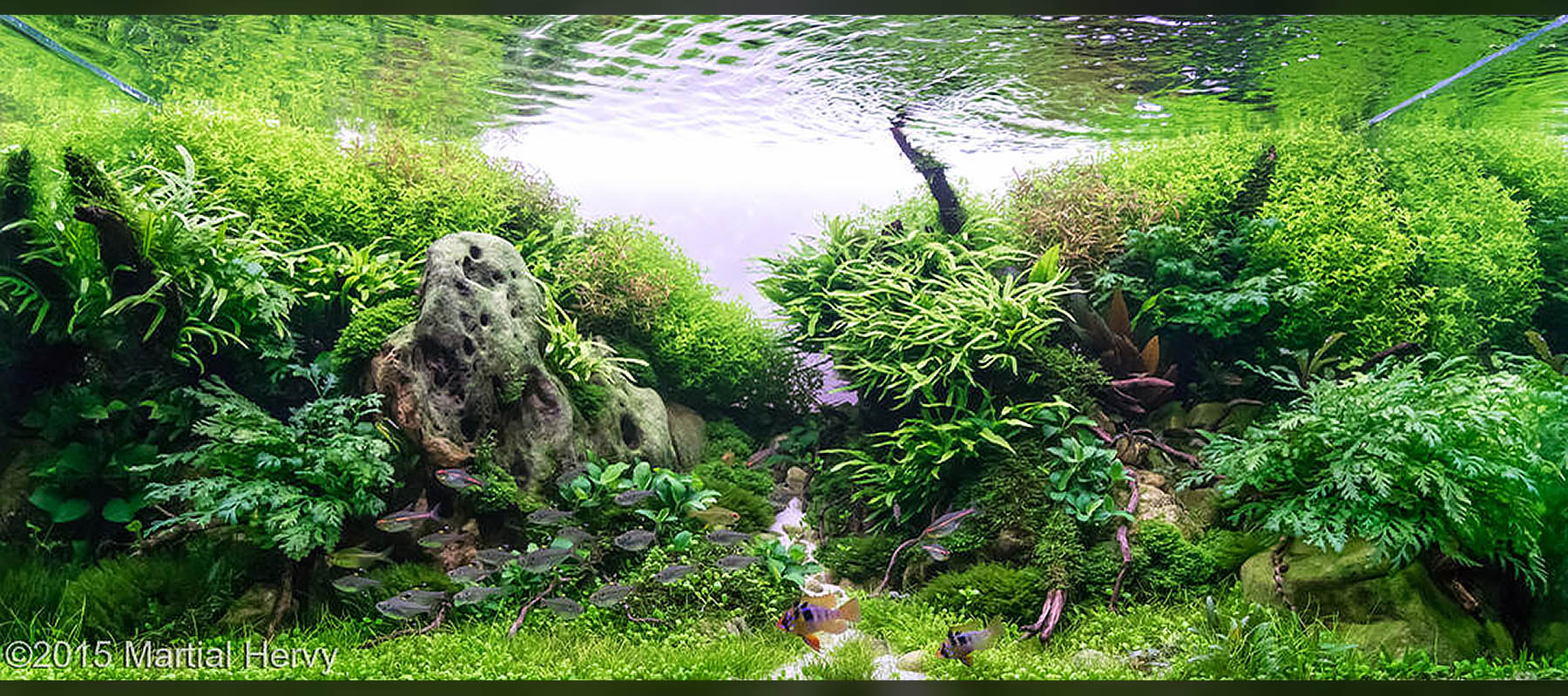 Detail Aquascape Wallpaper Hd Nomer 48