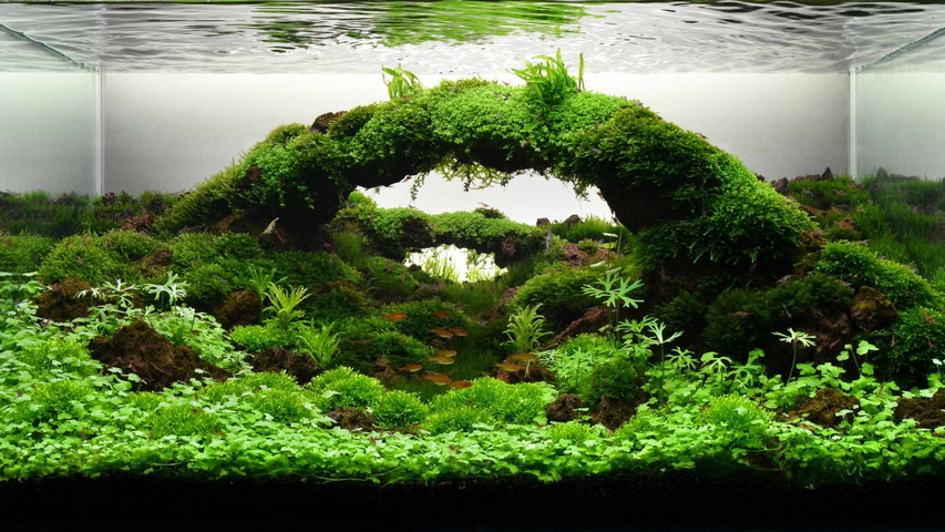 Detail Aquascape Wallpaper Hd Nomer 52