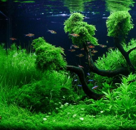 Detail Aquascape Wallpaper Hd Nomer 56