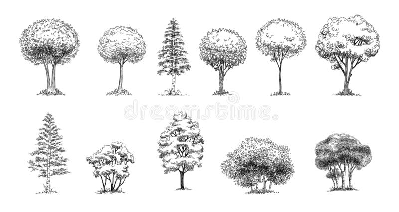 Detail Architectural Tree Nomer 18