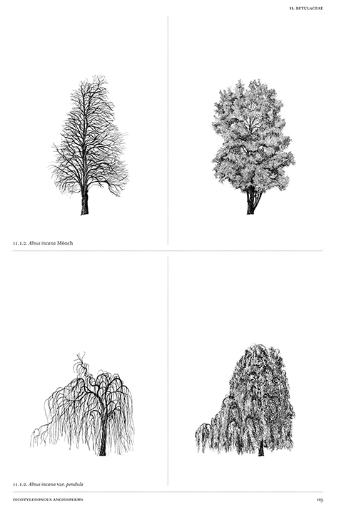 Detail Architectural Tree Nomer 3