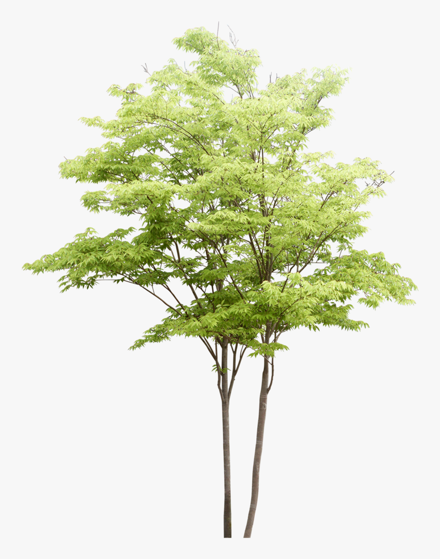 Detail Architectural Tree Nomer 34