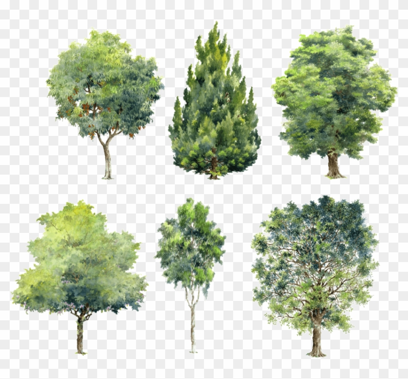 Detail Architectural Tree Nomer 38