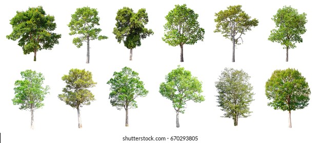 Detail Architectural Tree Nomer 40