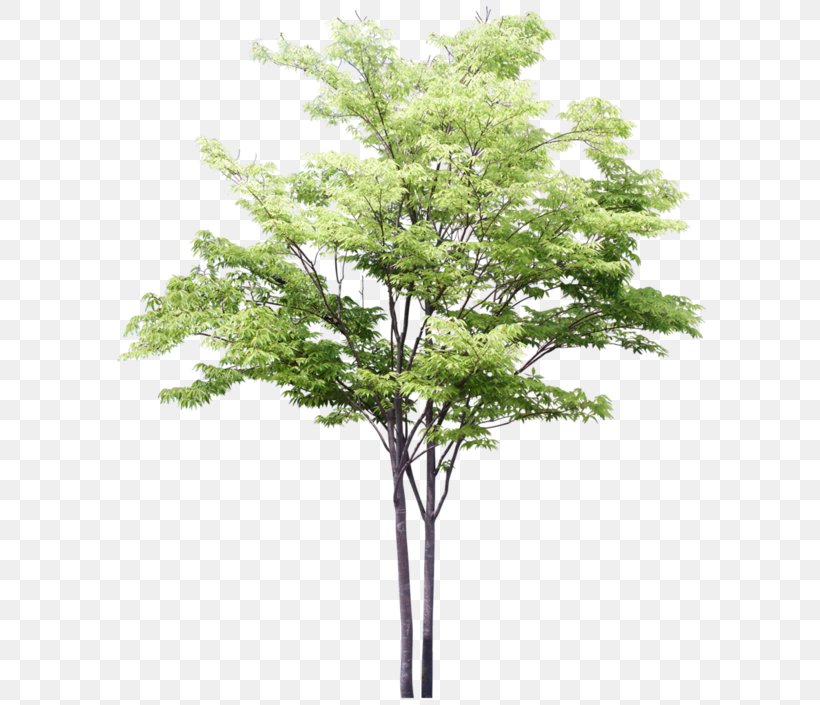 Detail Architectural Tree Nomer 44