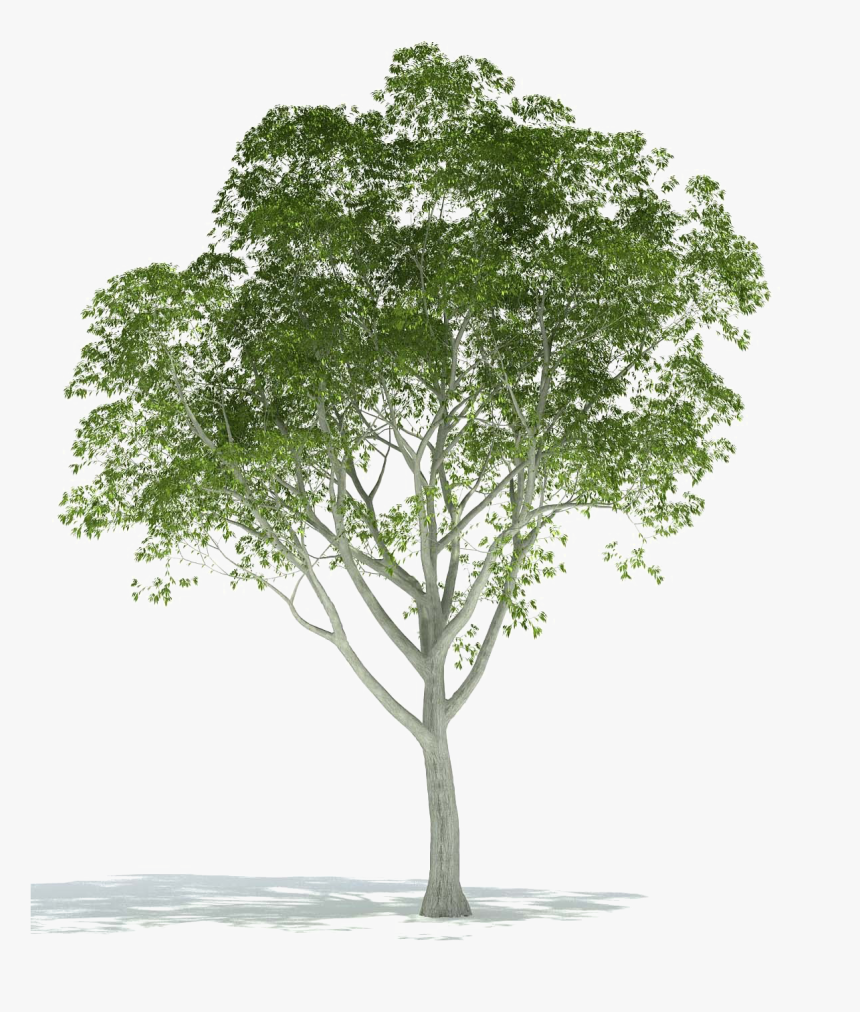 Detail Architectural Tree Nomer 47