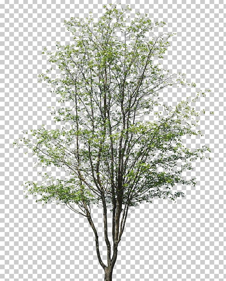 Detail Architectural Tree Nomer 49