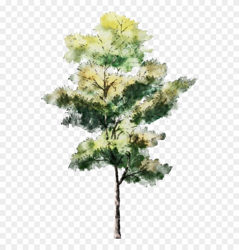 Detail Architectural Tree Nomer 54