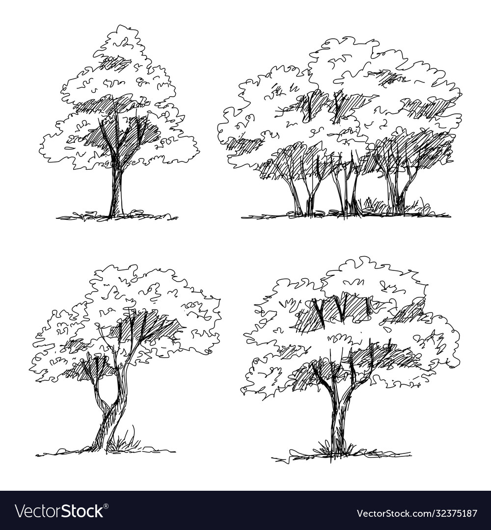 Detail Architectural Tree Nomer 8