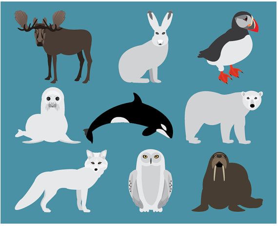 Detail Arctic Animal Clipart Nomer 20