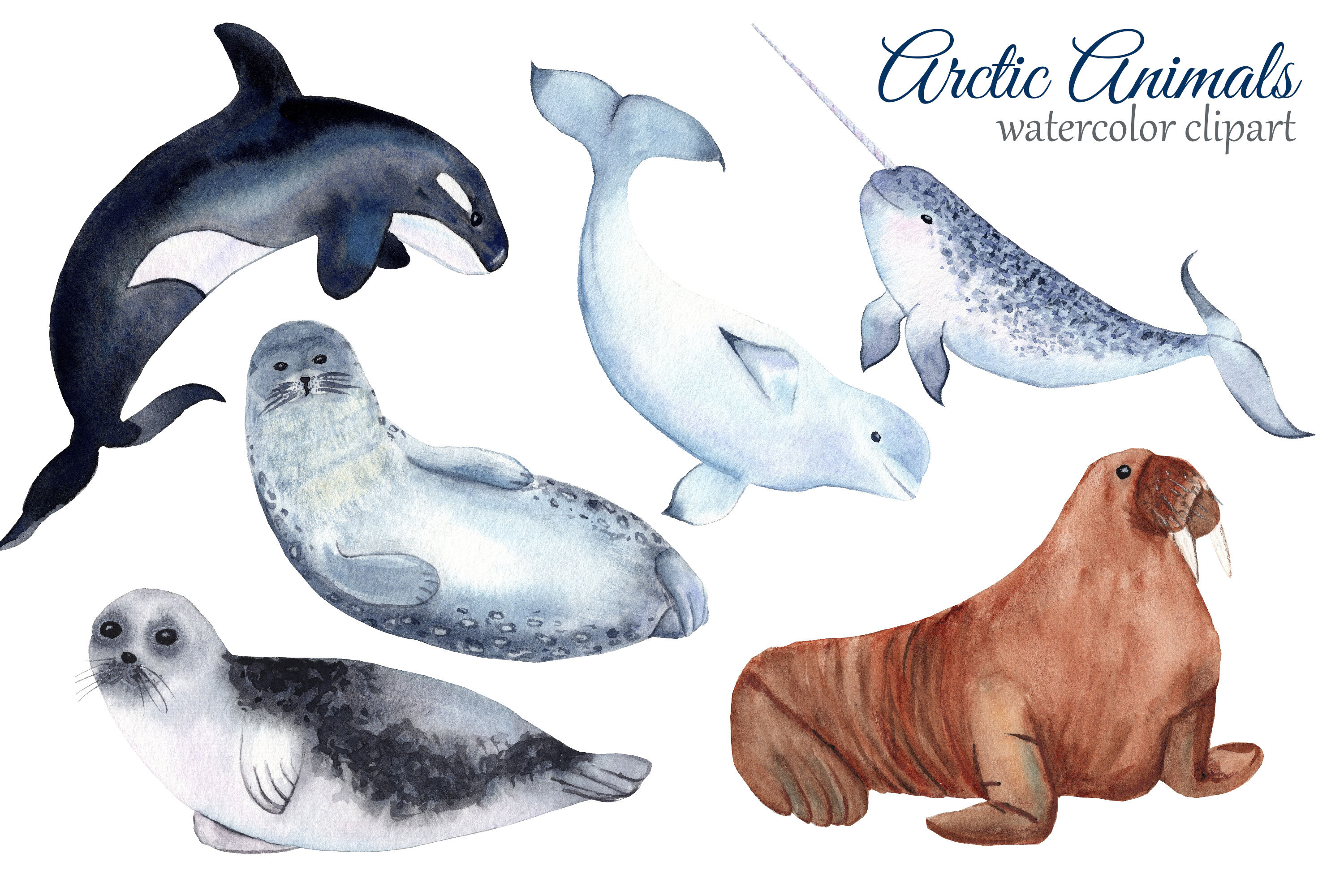 Detail Arctic Animal Clipart Nomer 38