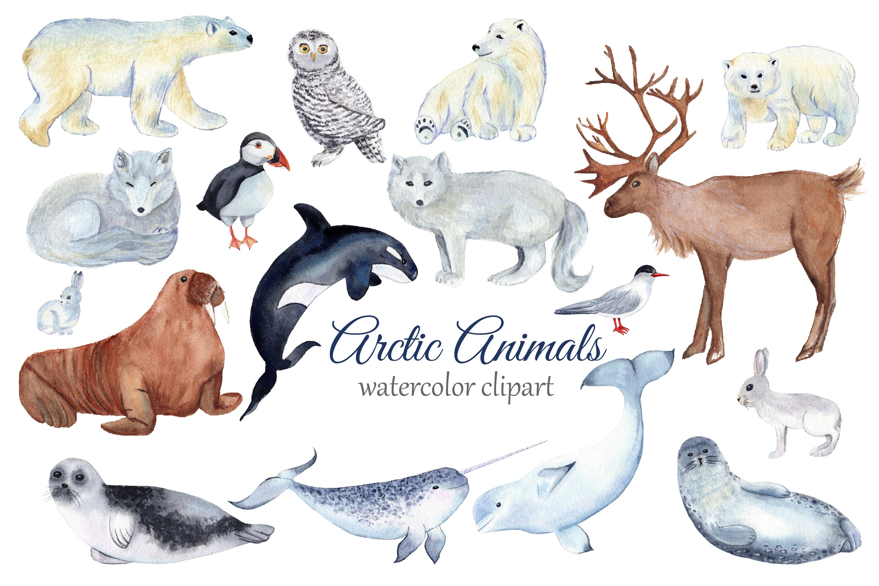 Detail Arctic Animals Clip Art Nomer 27