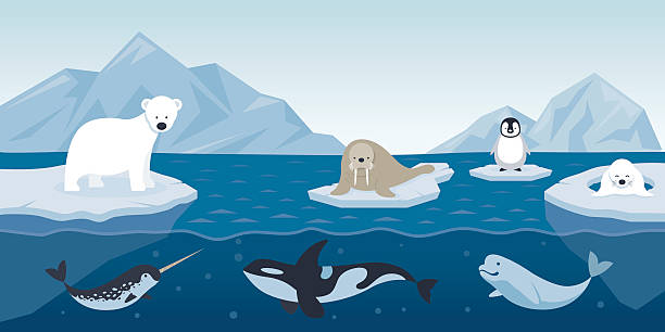 Detail Arctic Animals Clipart Nomer 8