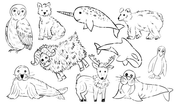 Detail Arctic Animals Clipart Black And White Nomer 17