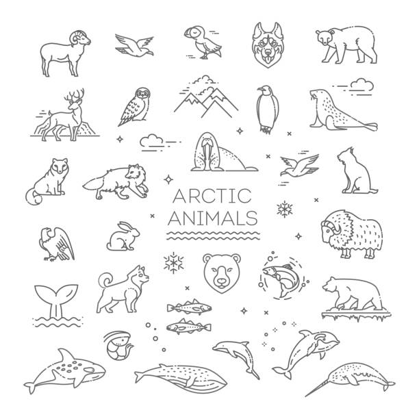Detail Arctic Animals Clipart Black And White Nomer 22