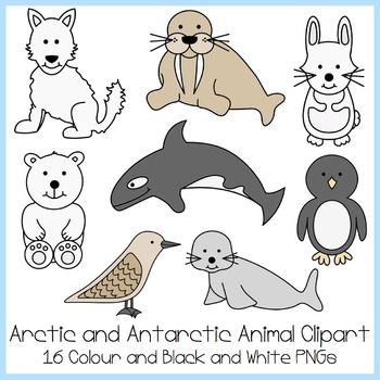 Detail Arctic Animals Clipart Black And White Nomer 27