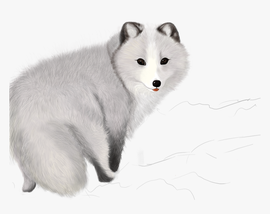 Detail Arctic Fox Clipart Black And White Nomer 18