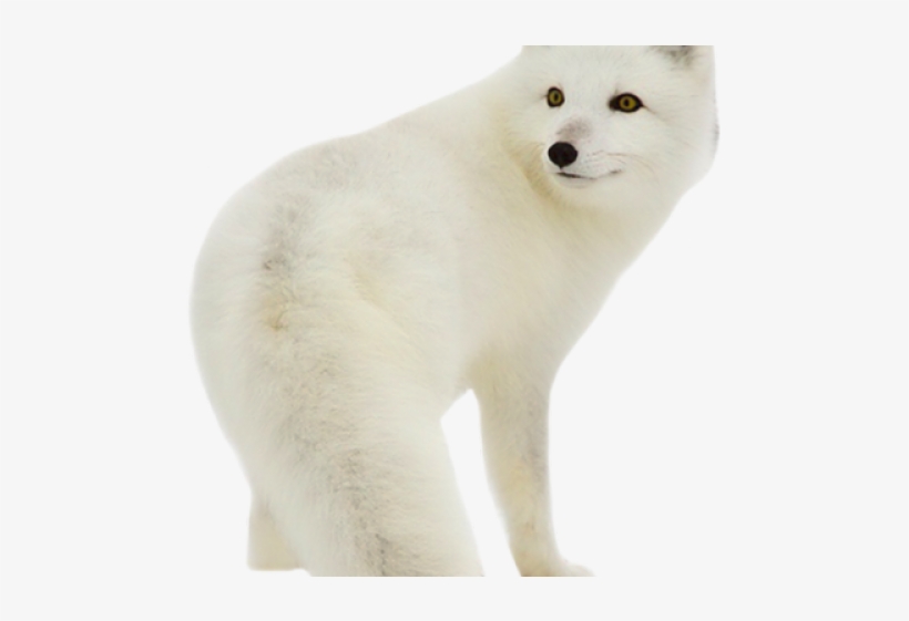 Detail Arctic Fox Download Nomer 23
