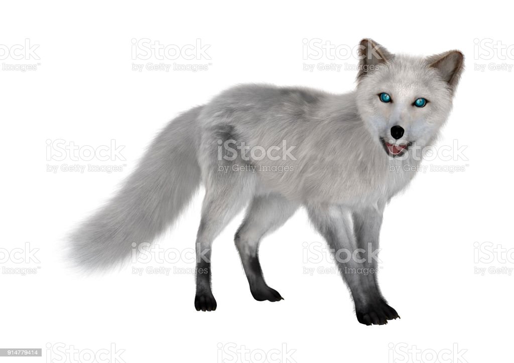 Detail Arctic Fox Download Nomer 29