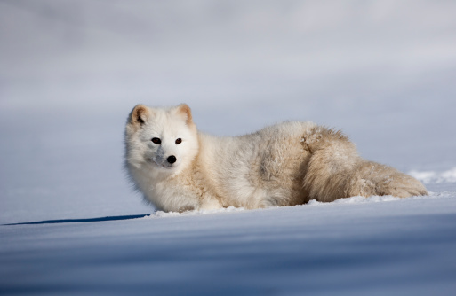 Detail Arctic Fox Download Nomer 30