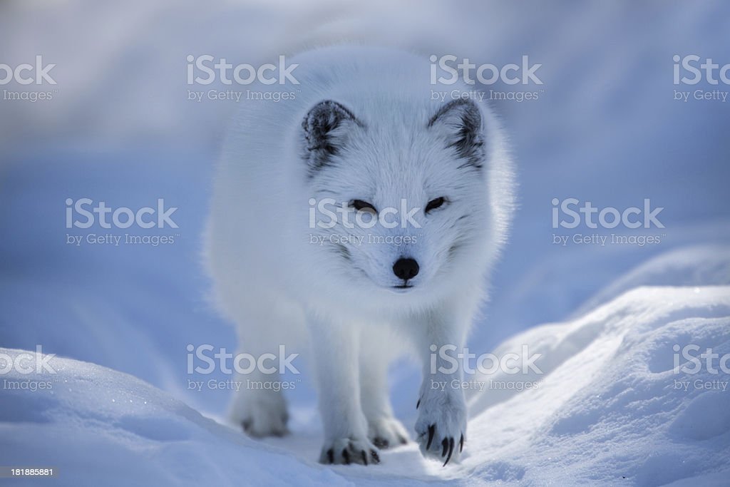 Detail Arctic Fox Download Nomer 31