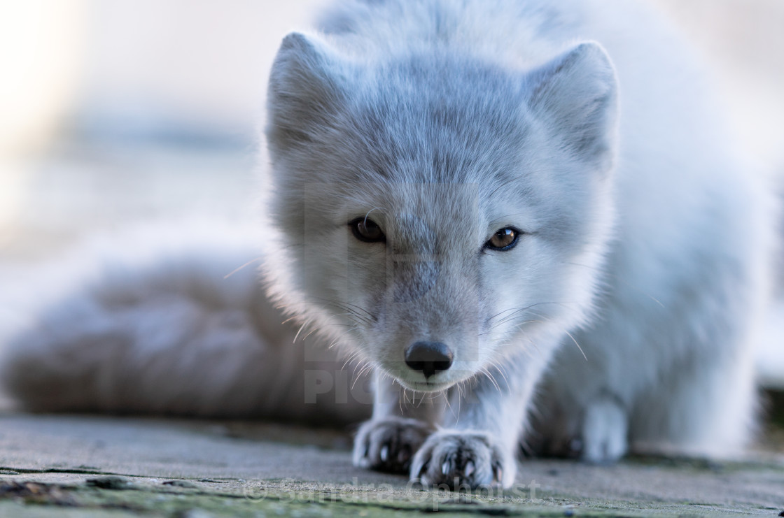 Detail Arctic Fox Download Nomer 34