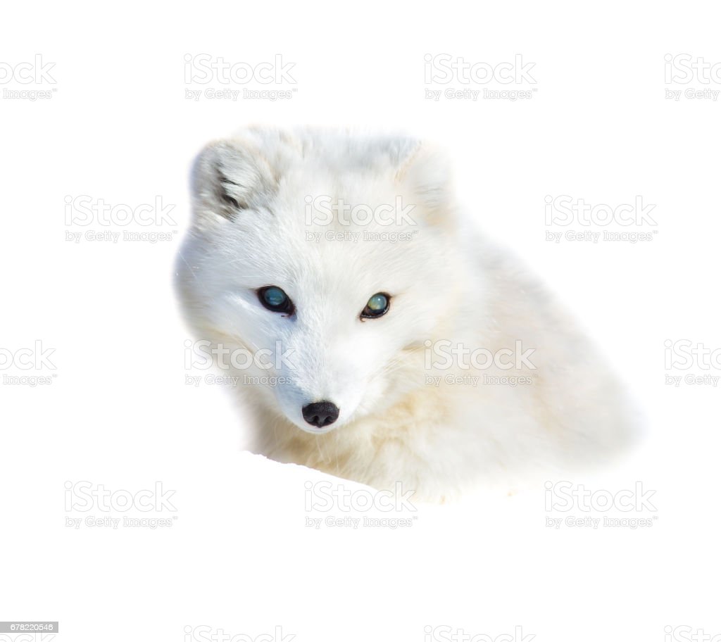 Detail Arctic Fox Download Nomer 35