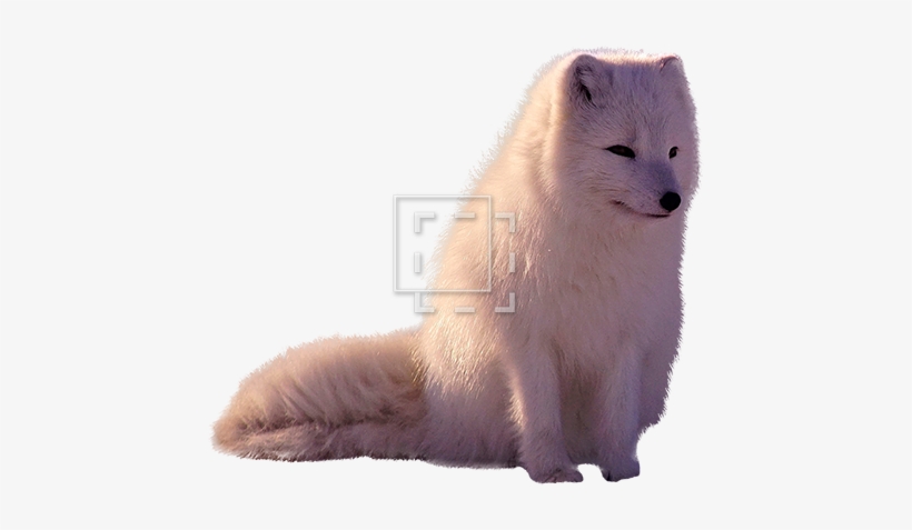 Detail Arctic Fox Download Nomer 37