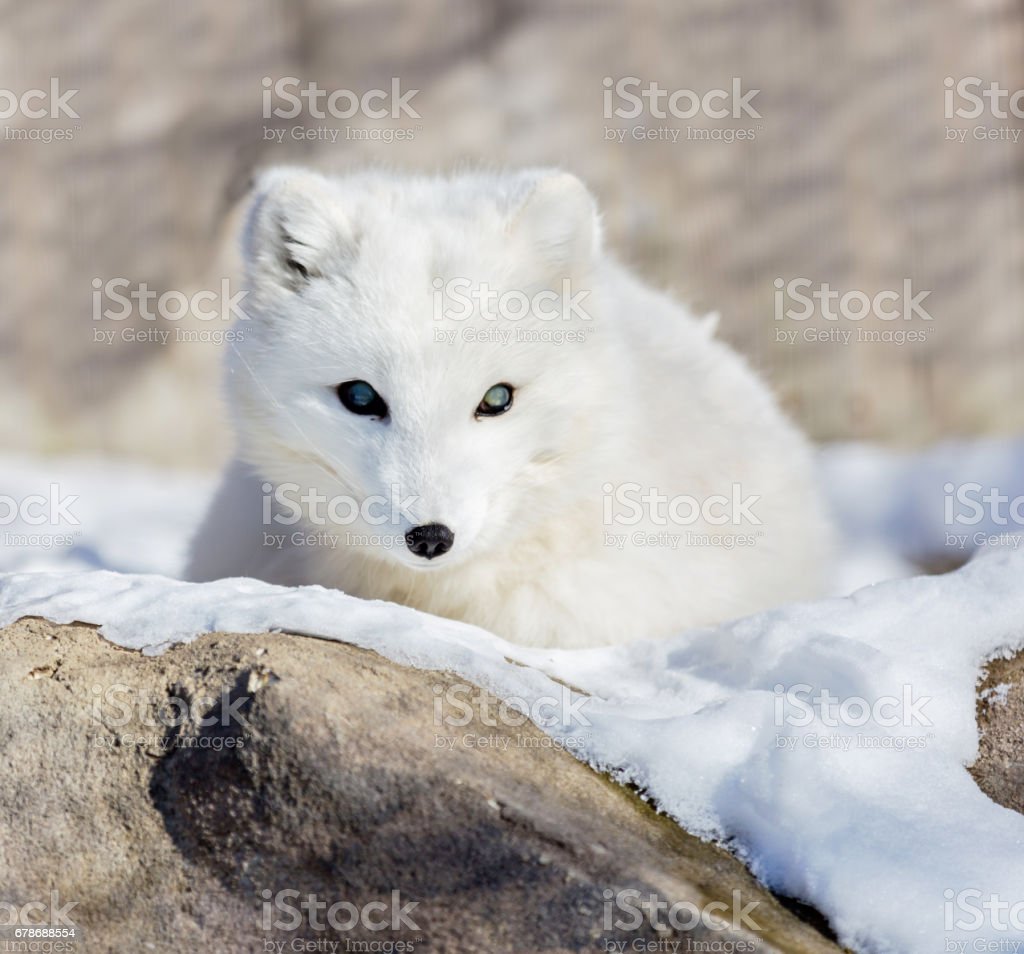 Detail Arctic Fox Download Nomer 56