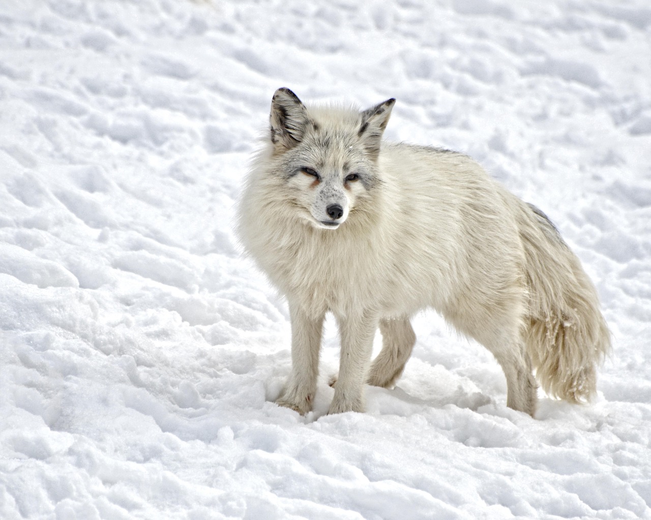 Detail Arctic Fox Download Nomer 57