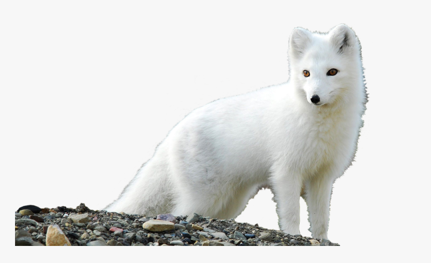 Detail Arctic Fox Download Nomer 9