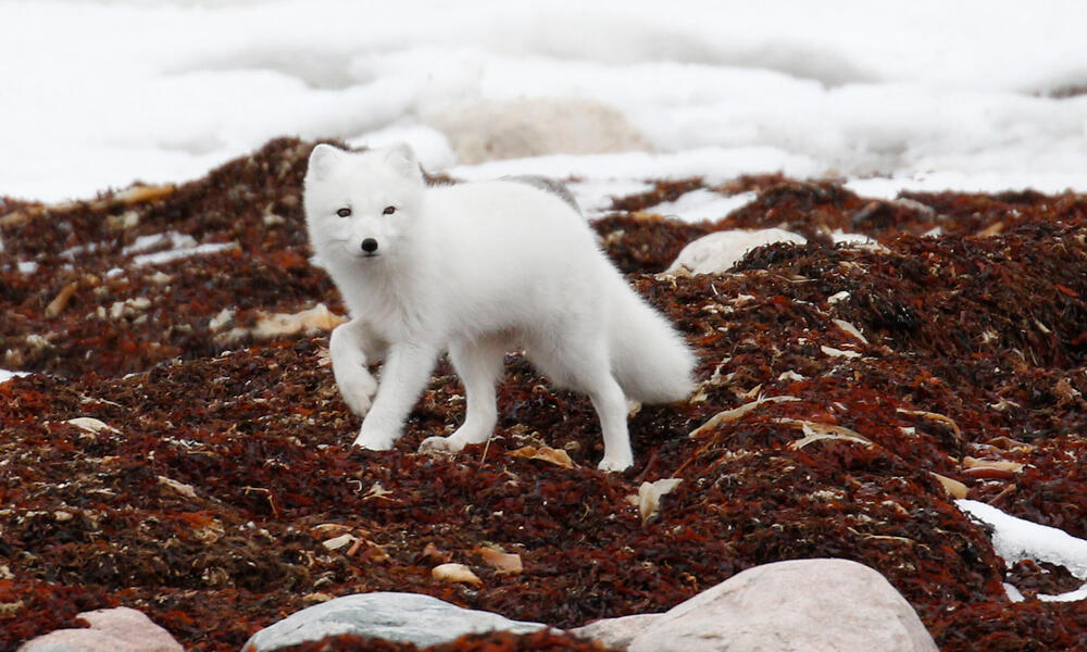 Detail Arctic Fox Jewelry Nomer 48