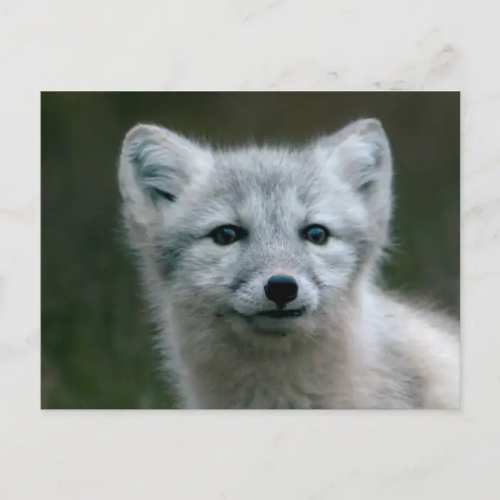 Detail Arctic Fox Kit Nomer 23