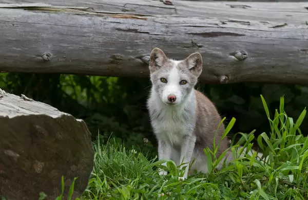 Detail Arctic Fox Kit Nomer 39