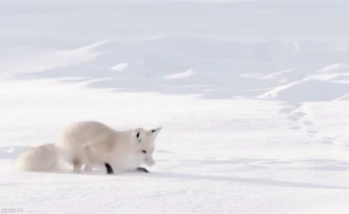 Detail Arctic Fox Meme Nomer 12