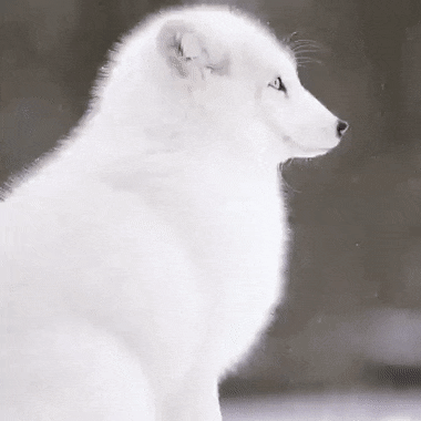 Detail Arctic Fox Meme Nomer 17