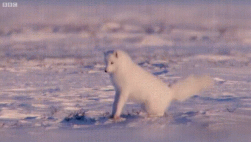 Detail Arctic Fox Meme Nomer 18