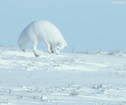 Detail Arctic Fox Meme Nomer 19