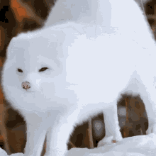 Detail Arctic Fox Meme Nomer 28