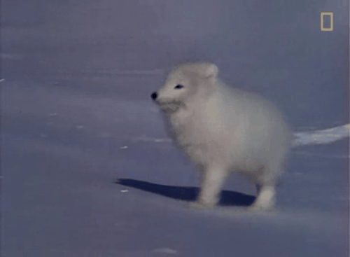 Detail Arctic Fox Meme Nomer 30