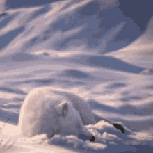 Detail Arctic Fox Meme Nomer 43