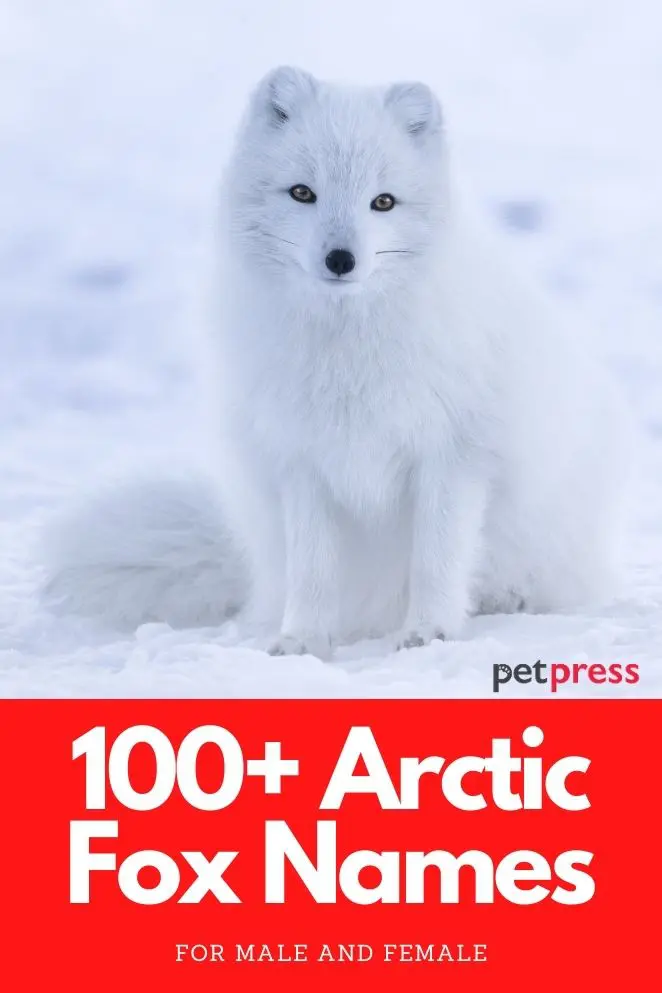 Detail Arctic Fox Meme Nomer 44