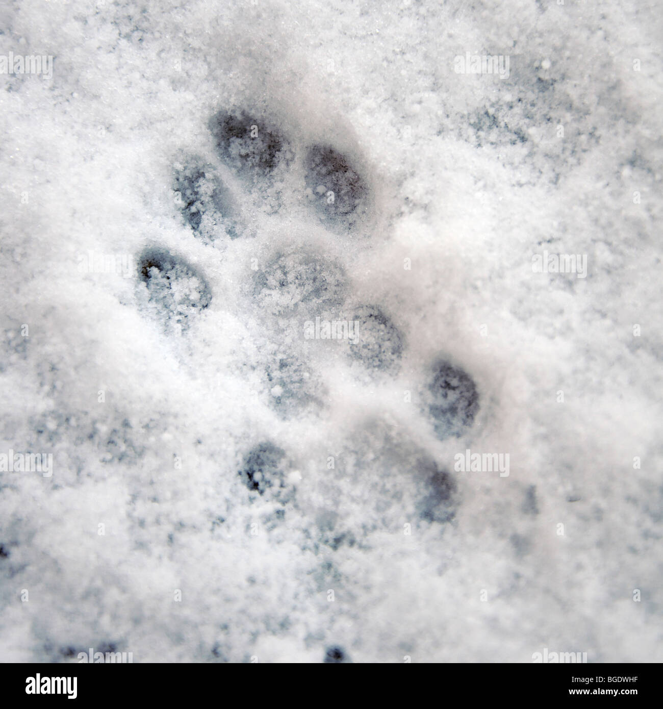 Detail Arctic Fox Paw Print Nomer 11