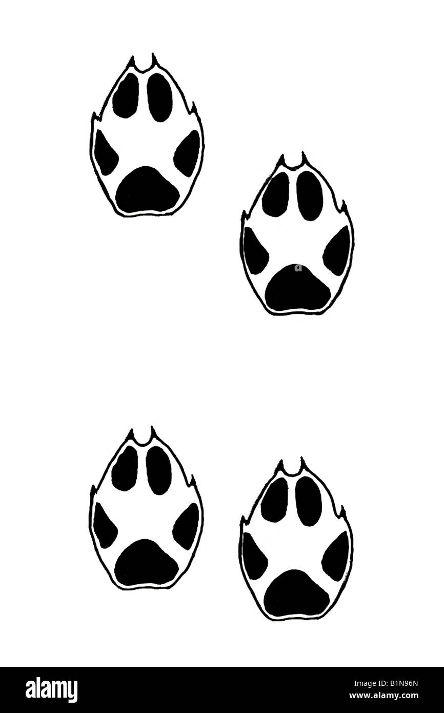 Detail Arctic Fox Paw Print Nomer 24