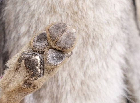 Detail Arctic Fox Paw Print Nomer 28