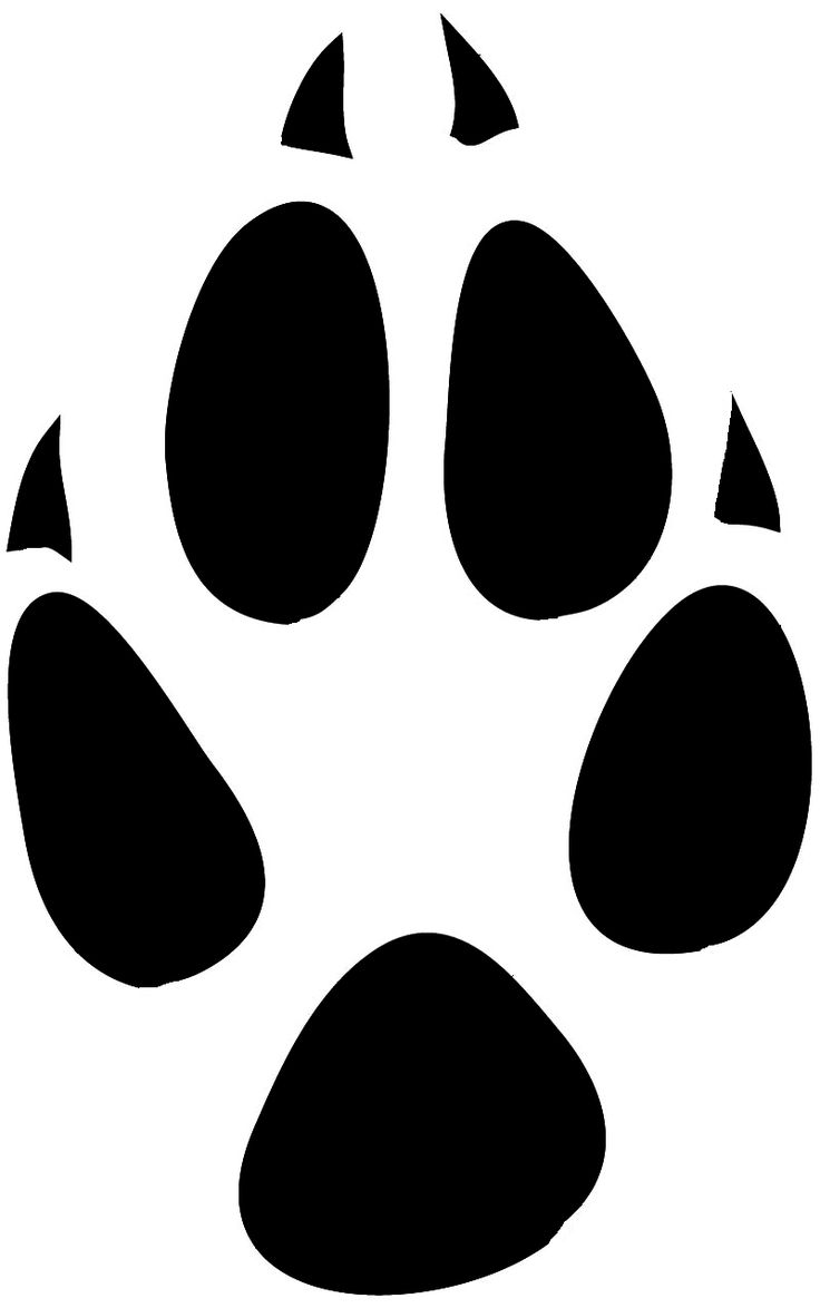 Detail Arctic Fox Paw Print Nomer 41