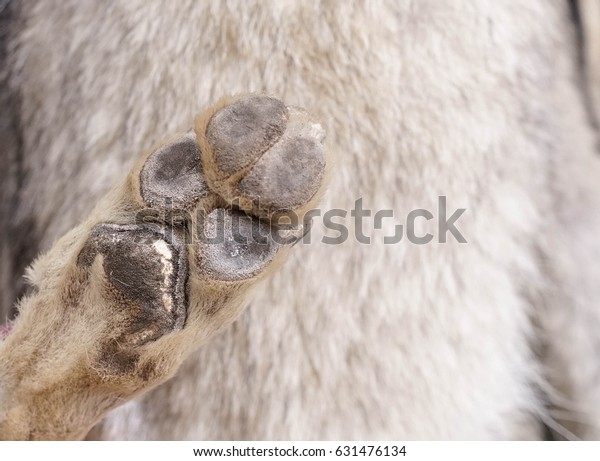 Detail Arctic Fox Paw Print Nomer 8