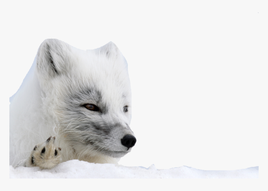 Detail Arctic Fox Png Nomer 25